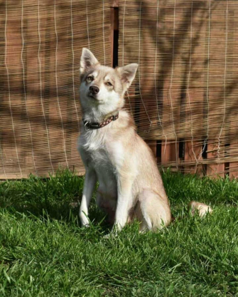 Klee Kai